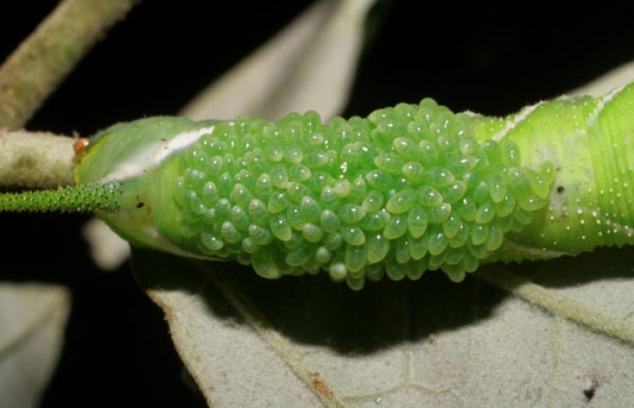  Larvas de <i>Euplectrus testaceipes</i> (Eulophidae) en <i>Manduca occulta</i> (Sphingidae). Sector El Hacha, Quebrada Salazar. Voucher 06-SRNP-45906-DHJ415012.jpg.