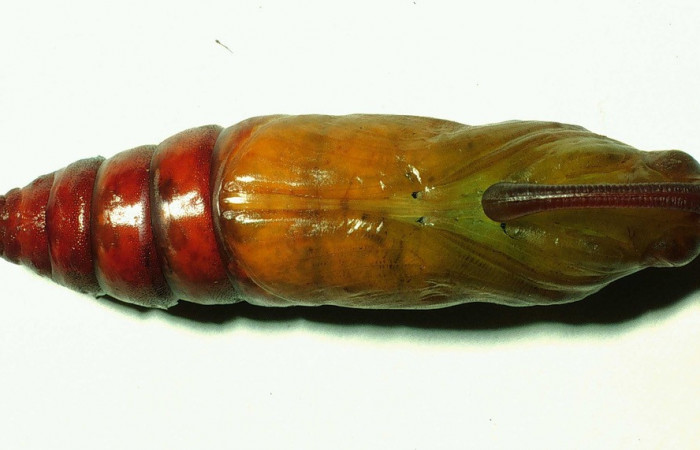  Pupa de <i>Manduca occulta</i> en posición dorsal (Sphingidae). Sector Santa Rosa, Area Administrativa. Voucher 01-SRNP-14565-DHJ58764.jpg.