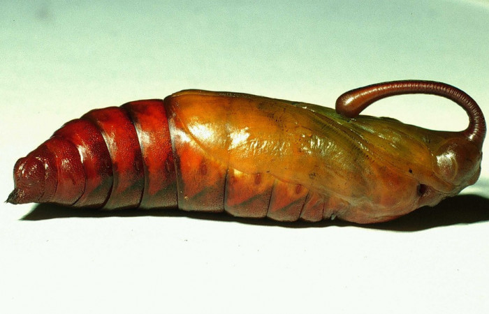  Pupa de <i>Manduca occulta</i> en posición lateral (Sphingidae). Sector Santa Rosa, Area Administrativa. Voucher 01-SRNP-14565-DHJ58760.jpg.