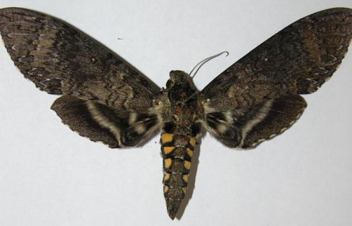  Adulto en posición dorsal de <i>Manduca</i> OccultaDHJ02  (Sphingidae).  Sector Cacao, Quebrada Otilio. Voucher  06-SRNP-45832-DHJ372972.