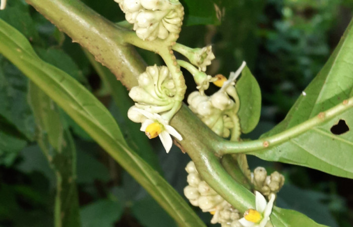  Flores de <i>Solanum rovirosanum</i> (Solanaceae), planta hospedera de <i>Manduca occulta</i> (Sphingidae). Sector San Cristóbal, Finca San Gabriel. Foto, Elda Araya. 3 Abril 2021.  