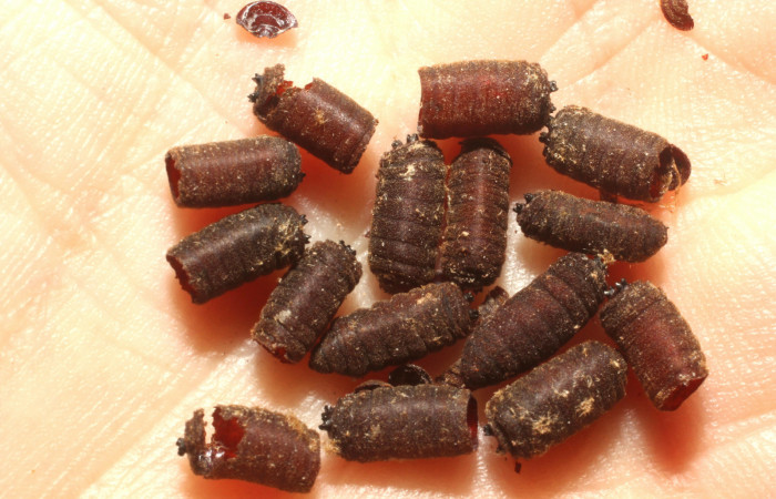  Puparios de <i>Drino</i> piceiventrisDHJ05 (Tachinidae) en <i>Manduca occulta</i> (Sphingidae). Sector Santa Rosa, Finca Esmeralda. Voucher 13-SRNP-77777-DHJ804743.jpg.