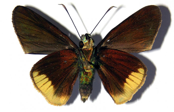 Adulto de <i>Aroma henricus</i> (Hesperiidae). Hembra. Voucher: 04-SRNP-2834-DHJ99394.