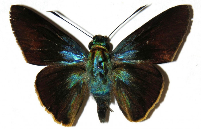 Adulto de <i>Aroma henricus</i> (Hesperiidae). Macho. Voucher: 04-SRNP-55493-DHJ306612.
