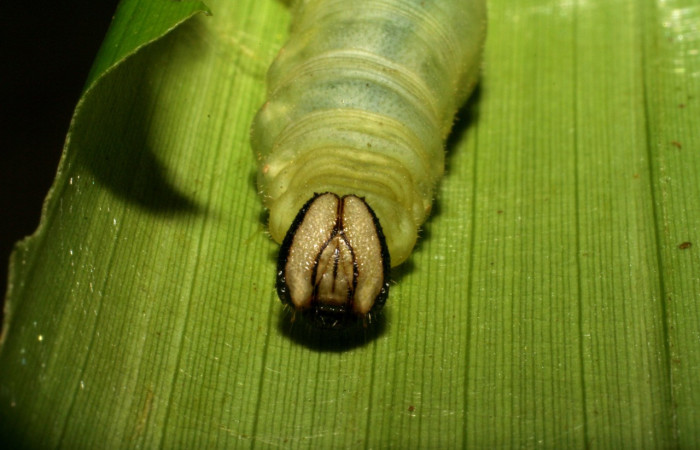Parte frontal de <i>Aroma henricus</i> (Hesperiidae). Último estadio. Voucher: 05-SRNP-41817-DHJ407196.jpg.