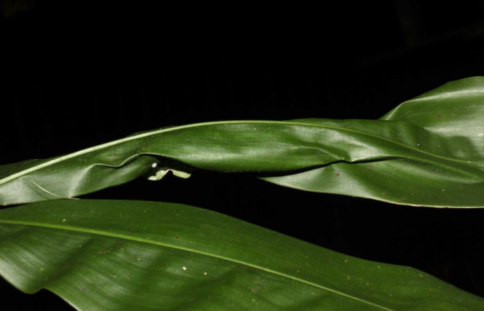 Figura 16. Planta hospedera de <i>Aroma henricus</i> (Hesperiidae). Voucher: 13-SRNP-31034-DHJ701311.jpg. Sendero Memos, Estación Pitilla.