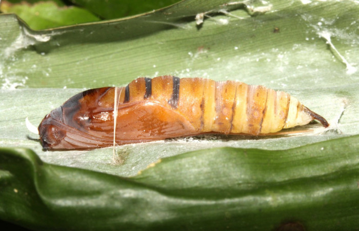 Pupa de <i>Aroma henricus</i> (Hesperiidae). Lateral. Voucher: 13-SRNP-31034-DHJ701315.jpg.