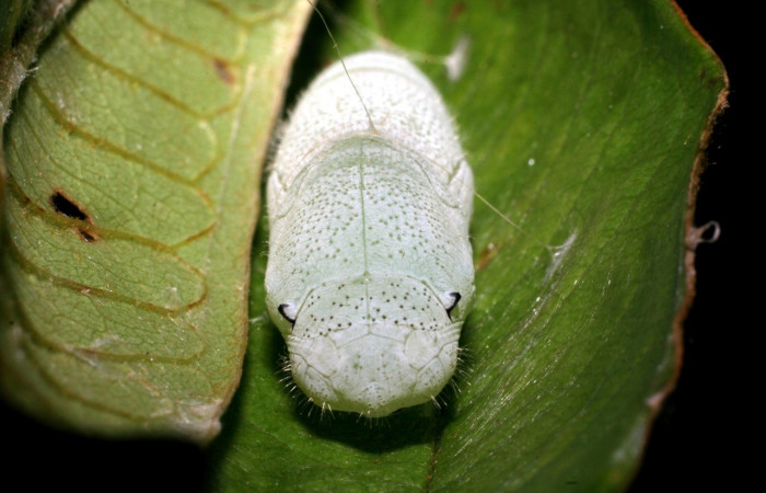 Figura 13. Pupa <i>Iliana</i> Burns01, (Hesperiidae), posición cabeza y toráx, Sector Pitilla, Casa Roberto, (elevación 520 metros). 6 Agosto 2007. (07-SRNP-32919-DHJ427240.jpg).