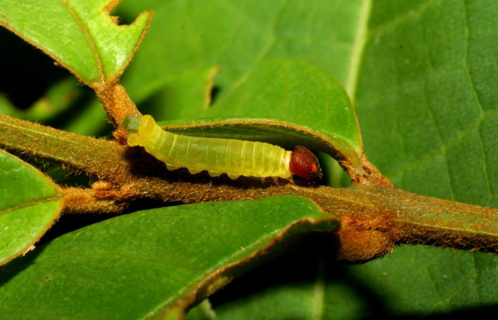 Figura 2. Larva en tercer estadio <i>Iliana</i> Burns01 (Hesperiidae), alimentándose en <i>Vochysia ferruginea</i> (Vochysiaceae), posición dorsal entero. Colectada 20 Julio 2007. Sector Pitilla, Sendero Rotulo, (elevación 510 metros). (07-SRNP-32860-DHJ433629.jpg).
