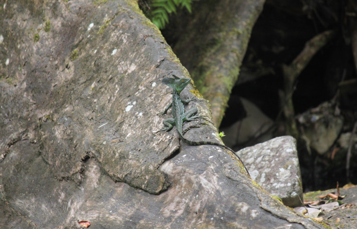 Figura 1. Macho adulto de <i>Basiliscus plumifrons</i> (Familia), Lagartija Jesucristo. Sector xxxx.Foto, Roster Moraga, 8 Abril del 2021