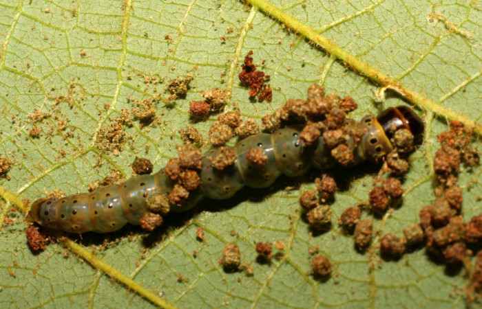 Figura 10. Larva <i>Cerconota scolopacina</i> (Depressariidae), Último estadio posición dorsal, mide 35 mm aproximadamente. Planta hospedera <i>Pachira aquatica</i> (Malvaceae). Voucher: 08-SRNP-65019-DHJ436108.jpg