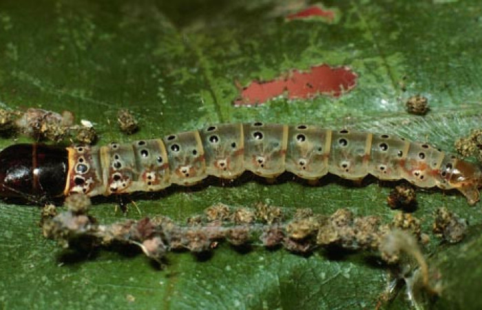 Figura 14. Larva <i>Cerconota scolopacinaDHJ01</i> (Depressariidae), Último estadio posición dorsal, mide 35 mm aproximadamente. Planta hospedera <i>Pachira aquatica</i> (Malvaceae).03-SRNP-10827-DHJ75397.jpg