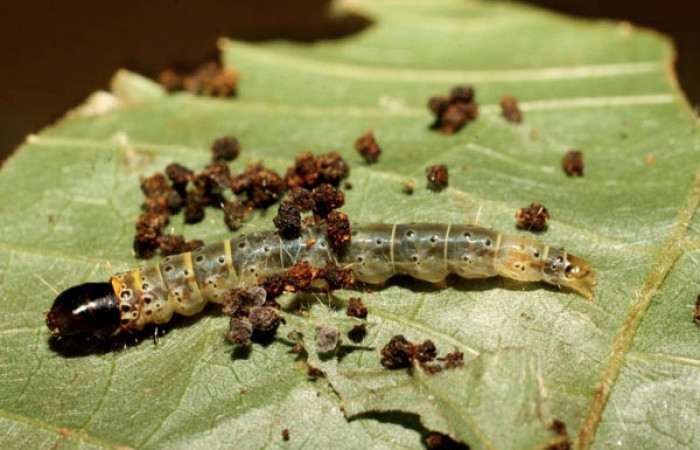 Figura 9. Larva <i>Cerconota scolopacina</i> (Depressariidae), Último estadio posición lateral, mide 35 mm aproximadamente. Planta hospedera <i>Pachira aquatica</i> (Malvaceae). Voucher: 11-SRNP-41430-DHJ482935.jpg