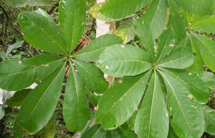 Figura 15. Plantas hospederas <i>Pachira aquatica</i> (Malvaceae), parte enfocada rama, planta donde se alimenta la larva de <i>Cerconota scolopacina</i> (Depressariidae).Voucher: BioBot05204-BB021113.JPG