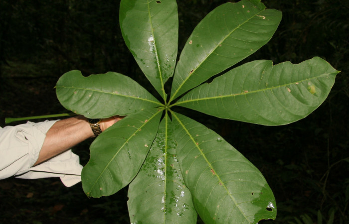 Figura 16. Plantas hospederas <i>Pachira aquatica</i> (Malvaceae), parte enfocada has hoja, planta donde se alimenta la larva de <i>Cerconota scolopacina</i> (Depressariidae).Voucher: BioBot05204-BB021115.JPG