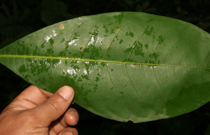 Figura 18. Plantas hospederas <i>Pachira aquatica</i> (Malvaceae), parte enfocada has hojuela dorso, planta donde se alimenta la larva de <i>Cerconota scolopacina</i> (Depressariidae).Voucher: BioBot05204-BB021118.JPG