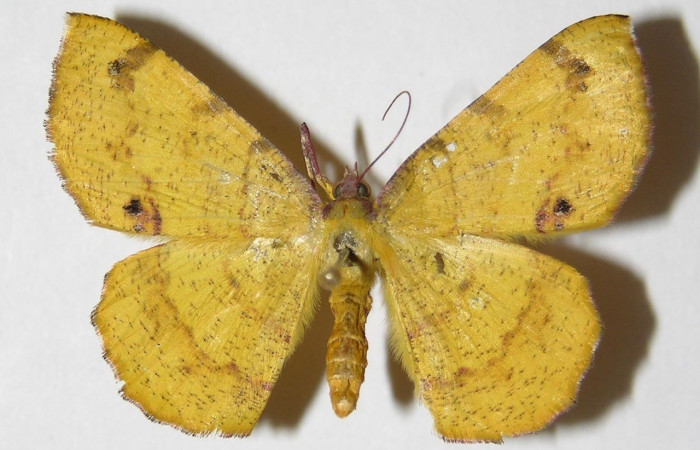 Figura. 11 Adulto <i>Erastria decrepitaria</i> (Geometridae), posición vista dorsal. (01-SRNP-15894-DHJ325814).