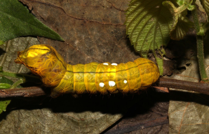 Figura. 12 Larva <i>Crinodes besckei</i> (Notodontidae), posición dorsal entero alimentándose en <i>Gouania polygama</i>, (Rhamnaceae). (19-SRNP-30839-DHJ765165.jpg).