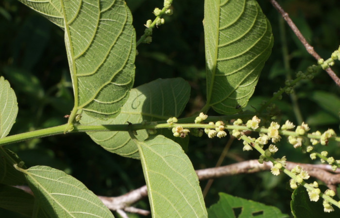 Figura. 2 Posición hojas <i>Gouania polygama</i>, (Rhamnaceae). Area de Conservación Guanacaste. Sector Rincón Rain Forest, Estación Leiva, Cafecito, (elevación 455 metros). Colectada el 15 Abril 2021. Foto. Jorge Hernández.