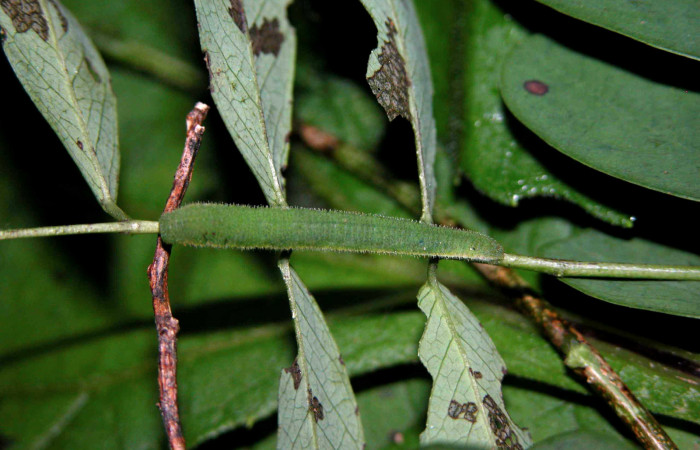 Figura 7. Larva <i>Abaeis boisduvaliana</i> (Pieridae), cuarto estadio posición dorsal, planta hospedera <i>Senna pallida</i> (Fabaceae).  Mide 15 mm aproximadamente. Voucher: 04-SRNP-47379-DHJ401865.jpg.