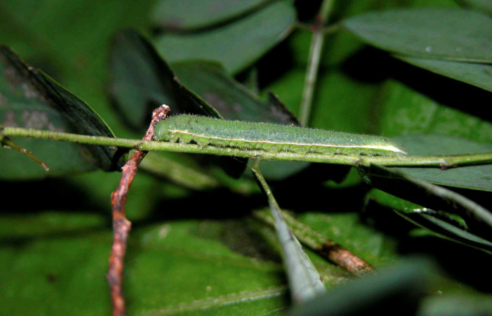 Figura 1. Larva <i>Abaeis boisduvaliana</i> (Pieridae), cuarto estadio posición lateral, en planta hospedera <i>Senna pallida</i>  (Fabaceae). Mide 15 mm aproximadamente. Voucher: 04-SRNP-47379-DHJ401866.jpg.