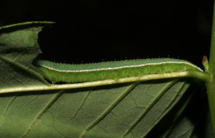 Figura 2. Larva <i>Abaeis boisduvaliana</i> (Pieridae), cuarto estadio posición lateral, en planta hospedera <i>Senna pallida</i>  (Fabaceae). Mide 15 mm aproximadamente. Voucher: 07-SRNP-22022-DHJ426440.jpg.