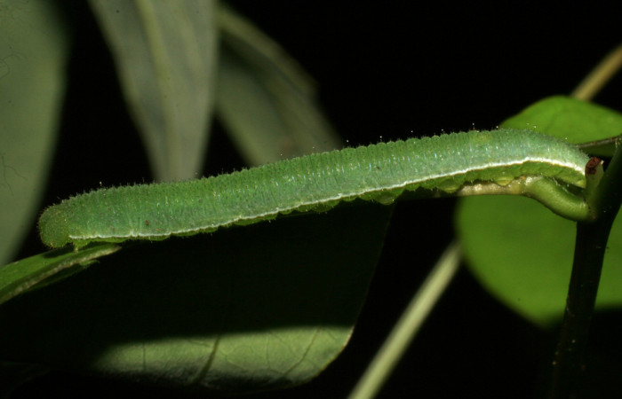 Figura 3. Larva <i>Abaeis boisduvaliana</i> (Pieridae), cuarto estadio posición lateral, en planta hospedera <i>Senna pallida</i>  (Fabaceae). Mide 15 mm aproximadamente. Voucher: 07-SRNP-22022-DHJ426441.jpg.