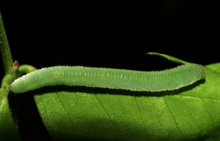 Figura 4. Larva <i>Abaeis boisduvaliana</i> (Pieridae), cuarto estadio posición dorsal, planta hospedera <i>Senna pallida</i> (Fabaceae).  Mide 15 mm aproximadamente. Voucher: 07-SRNP-22022-DHJ426442.jpg.