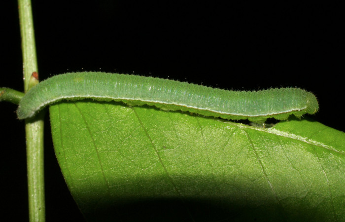 Figura 5. Larva <i>Abaeis boisduvaliana</i> (Pieridae), cuarto estadio posición lateral, planta hospedera <i>Senna pallida</i> (Fabaceae).  Mide 15 mm aproximadamente. Voucher: 07-SRNP-22022-DHJ426443.jpg.