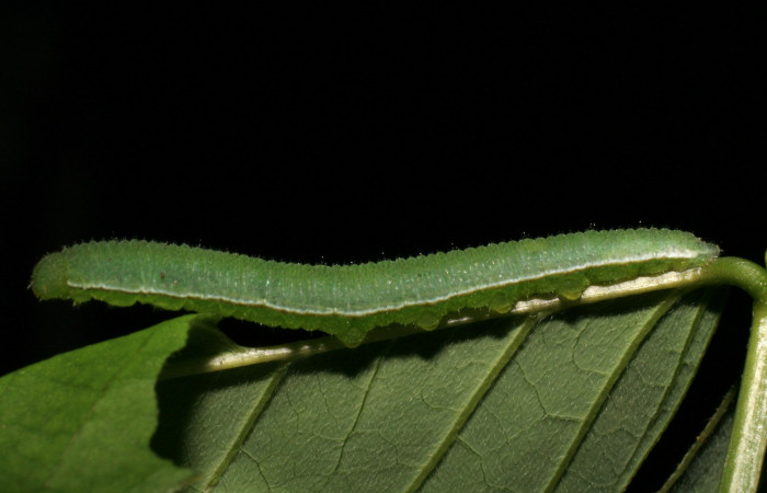 Figura 6. Larva <i>Abaeis boisduvaliana</i> (Pieridae), cuarto estadio posición lateral, planta hospedera <i>Senna pallida</i> (Fabaceae).  Mide 15 mm aproximadamente. Voucher: 07-SRNP-22022-DHJ426444.jpg.