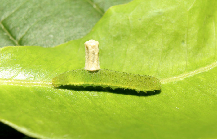 Figura 9. Capullo de parásito, en último estadio mide 4 mm aproximadamente, posición natural normal, Voucher. 17-SRNP-70952-  DHJ737487.jpg.