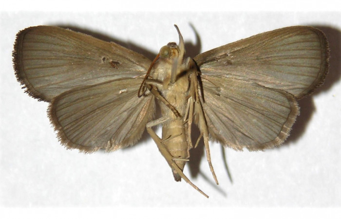 Fig.10. Adulto hembra, vista ventral de <i>Mopothila ardalus</i> (Erebidae). Voucher: 01-SRNP-11926-DHJ314289.jpg