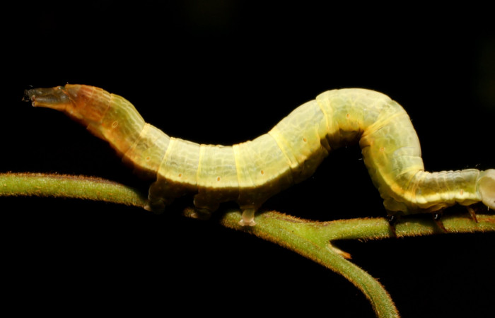 Fig.4. Vista lateral de <i>Mopothila ardalus</i> (Erebidae). En último estadío. Voucher: 07-SRNP-42604-DHJ431077.jpg
