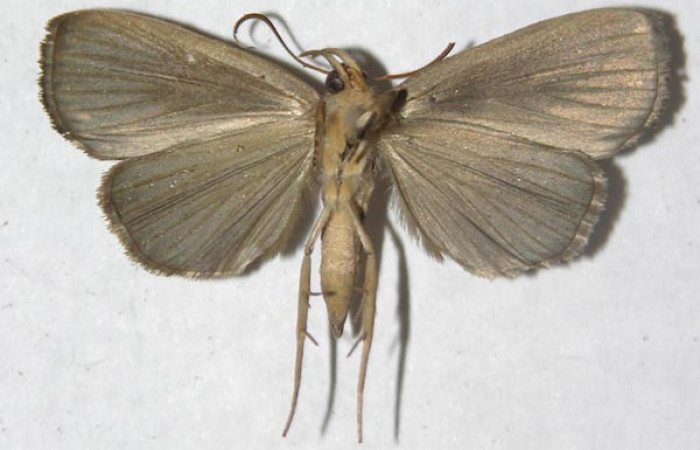 Fig.12. Adulto macho, vista ventral de <i>Mopothila ardalus</i> (Erebidae). Voucher:13-SRNP-22691-DHJ595709.jpg