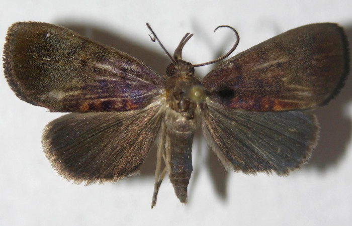  Fig.11. Adulto macho, vista dorsal de <i>Mopothila ardalus</i> (Erebidae). Voucher:13-SRNP-22691-DHJ595706.jpg