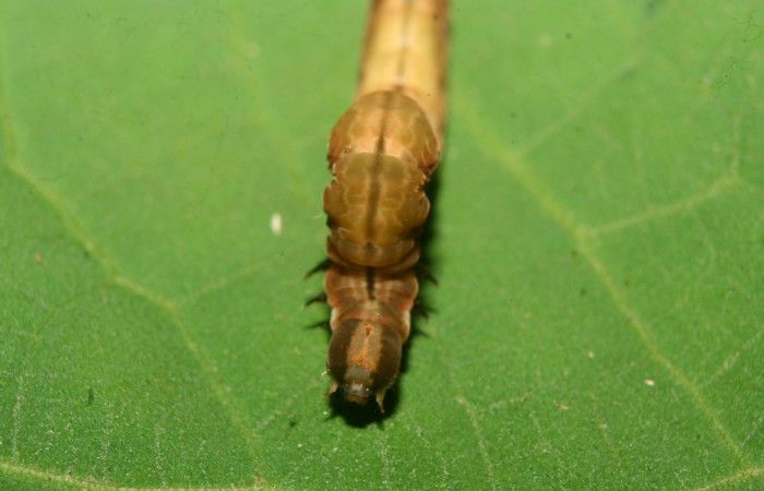 Fig.5. Vista dorsal de <i>Mopothila ardalus</i> (Erebidae). En último estadío. Voucher: 14-SRNP-70064-DHJ703748.jpg