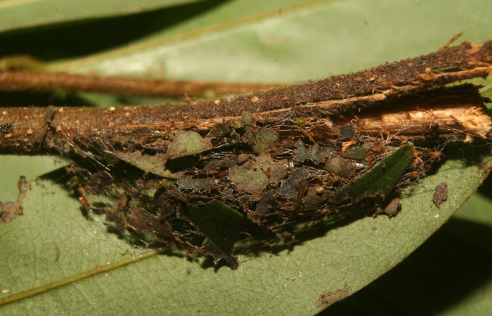 Fig.7. Vista del refugio de <i>Mopothila ardalus</i> (Erebidae). En pupa. Voucher: 14-SRNP-70064-DHJ703751.jpg