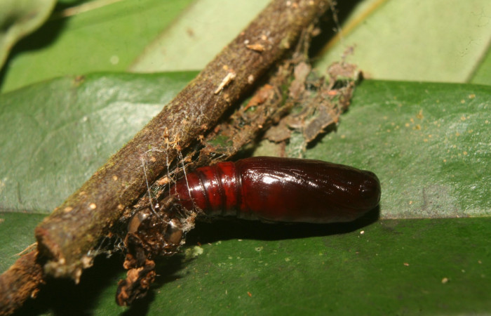 Fig.8. Vista de la pupa de <i>Mopothila ardalus</i> (Erebidae). Voucher: 14-SRNP-70064-DHJ703752.jpg