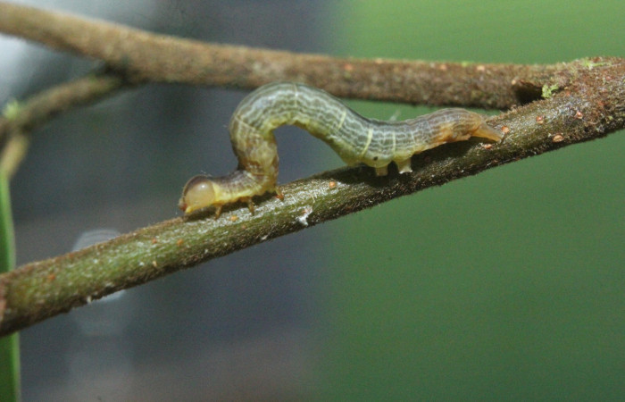 Fig.1. Vista lateral de <i>Mopothila ardalus</i> (Erebidae). En penúltimo estadío. Voucher: 16-SRNP-71891-DHJ733510.jpg     