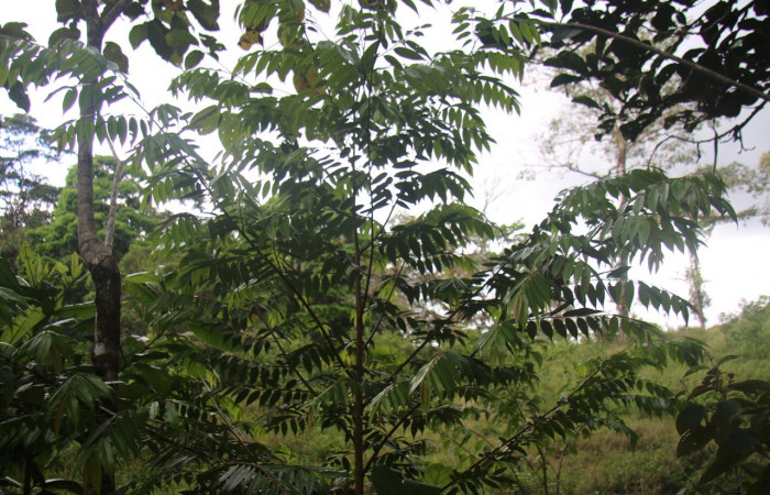 Fig.13. Planta hospedera de <i>Mopothila ardalus</i> (Erebidae), <i>Xylopia frutescens</i> (Annonaceae).  Foto de Brigitte Vílchez. Abril 2021, Estación Biológica Wege .      