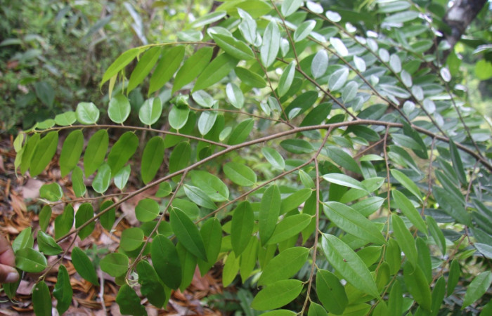 Fig.13. Planta hospedera de <i>Mopothila ardalus</i> (Erebidae), <i>Xylopia frutescens</i> (Annonaceae).  Foto de Brigitte Vílchez. Abril 2021, Estación Biológica Wege .   