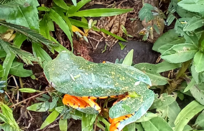 Figura. 4 Vista dorsal <i>cruziohyla sylvia</i>, (Phyllomedusidae). Area de Conservación Guanacaste. Sector Rincón Rain Forest. Estación Leiva, (elevación 455 metros), observada  el 28 de julio 2020. Foto. Jorge Hernández.