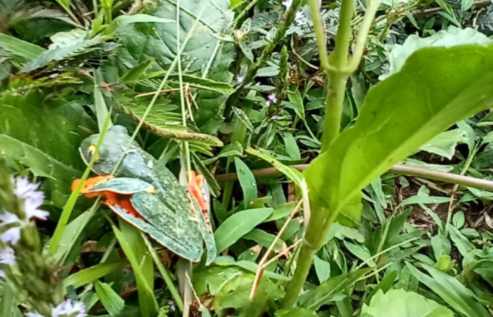 Figura. 5 Vista lateral <i>cruziohyla sylvia</i>, (Phyllomedusidae). Area de Conservación Guanacaste. Sector Rincón Rain Forest. Estación Leiva, (elevación 455 metros), observada el 28 de julio 2020. Foto. Jorge Hernández.