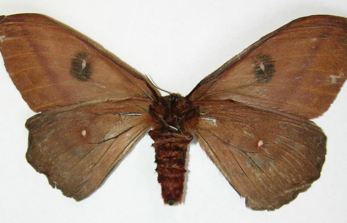 Figura 13. Adulto <i>Automeris silkae</i> familia (Saturniidae): En posición ventral mostrando un puntos en cada las alas anterior, y en las posteriores tiene dos puntos blancos, Voucher 09-SRNP-36743-DHJ530921.