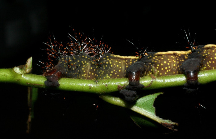 Figura 7. Larva <i>Automeris silkae</i> familia (saturniidae): En posición venttal mostrando manchas amarillos y patas falsas. Voucher 09-SRNP-36747-DHJ468090.