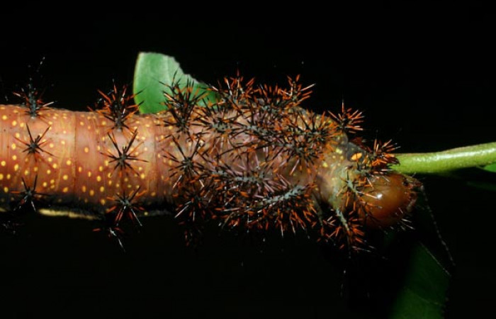 Figura 8. Larva <i>Automeris silkae</i> familia (saturniidae): En posición dorsal mostrando manchas amarillos protuberancias urticantes. Voucher 09-SRNP-36747-DHJ468094.