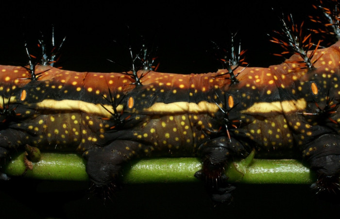 Figura 4. <i>Automeris silkae</i> familia (saturniidae): En posición lateral mostrando puntos que están entre cada segmento de la línea lateral amarilla. son, espiráculos por donde respira. Voucher, 09-SRNP-36747-DHJ468082.