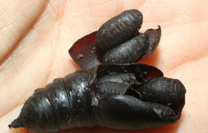 Figura 14. Puparios eclosionados de la familia Tachinidae, <i>Belvosia</i> Woodley08, dentro de restos de pupa <i>Automeris banus</i>. Voucher08-SRNP-36020-DHJ462480.