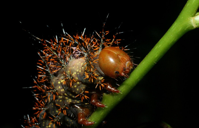 Figura 5. Larva <i>Automeris silkae</i> familia (saturniidae): En posición cabeza y tórax mostrando protuberancias urticantes, manchas amarillos. Voucher, 09-SRNP-36747-DHJ468086.