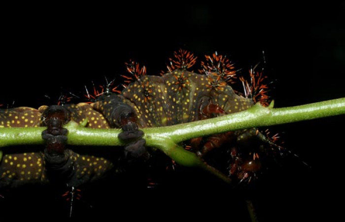 Figura 6. Larva <i>Automeris silkae</i> familia (saturniidae): En posición ventral mostrando manchas amarillos y patas verdaderas. Voucher 09-SRNP-36747-DHJ468089.